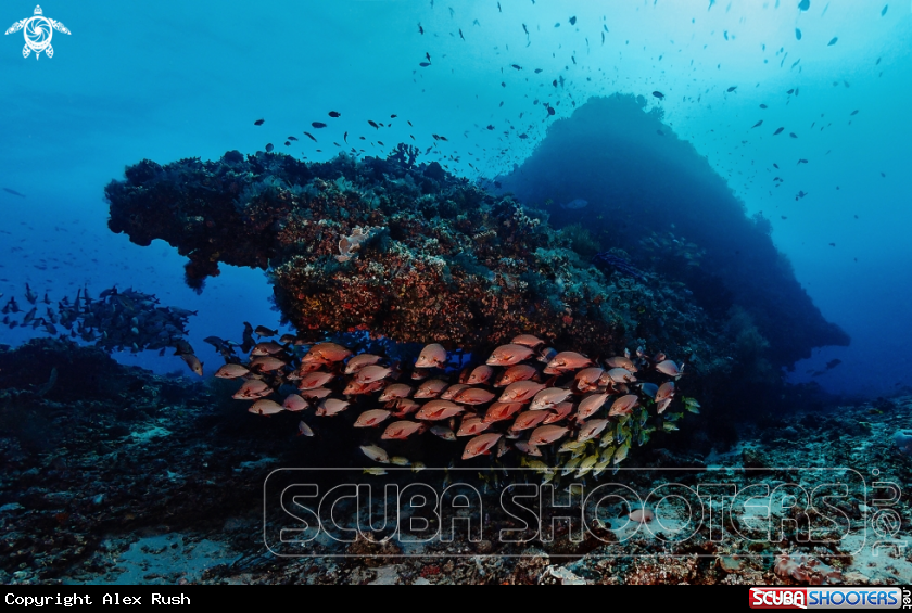 A Red & Bluestripe snappers