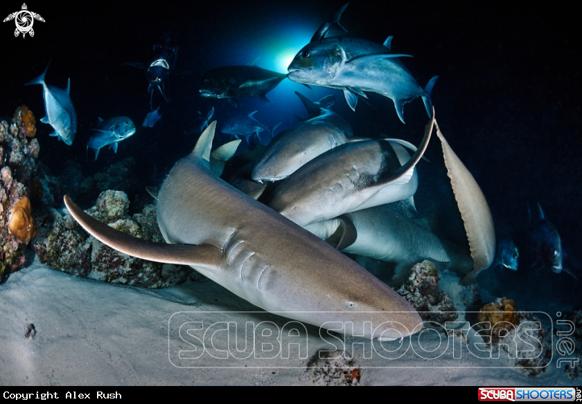 A Nurse sharks & jacks