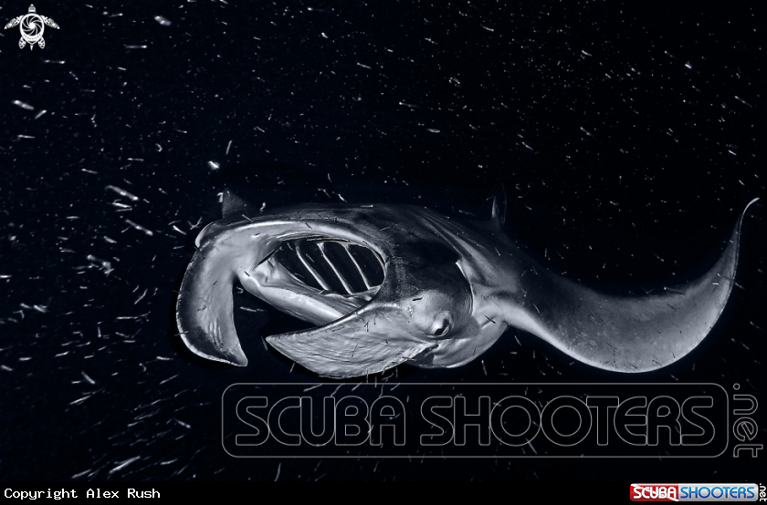 A Manta Ray