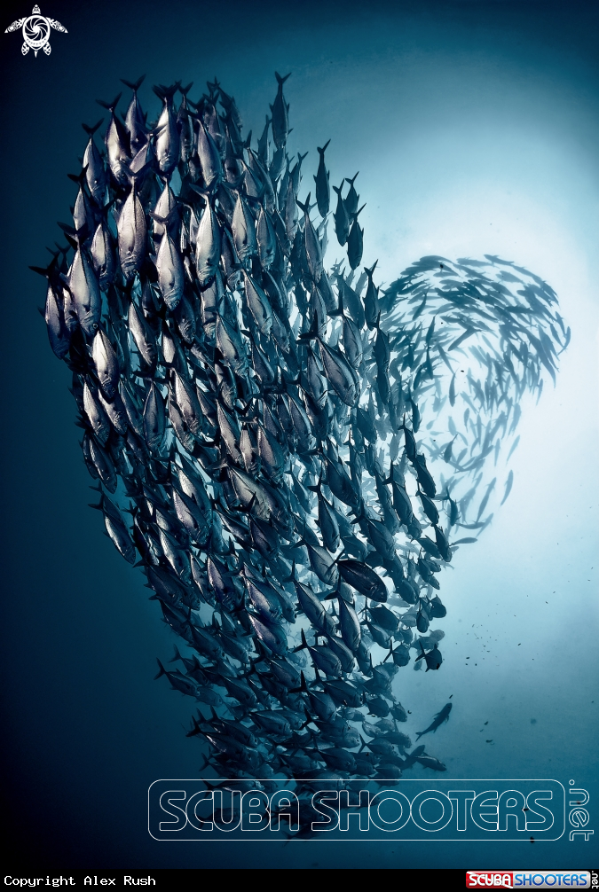 A Jack fish 