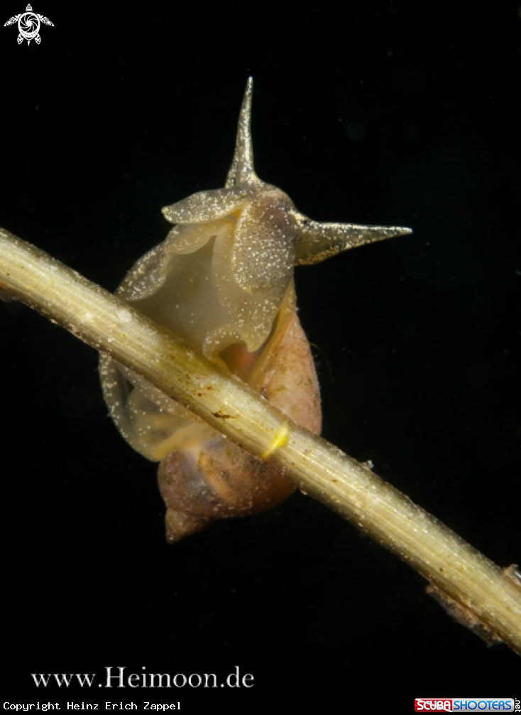 A Spitzschlammschnecke (Lymnaea stagnalis)