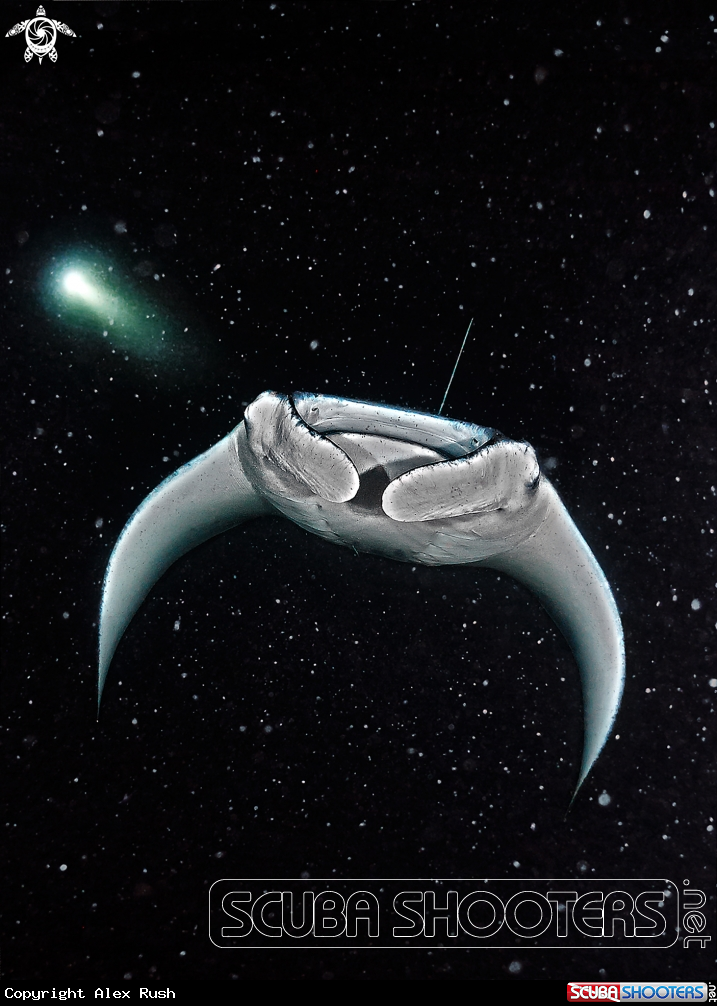 A Manta ray