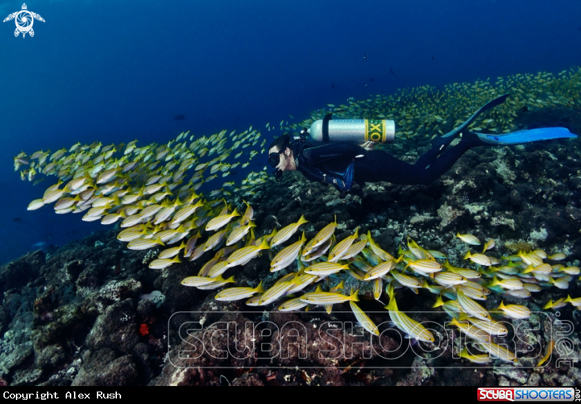 A Bluestripe snappers
