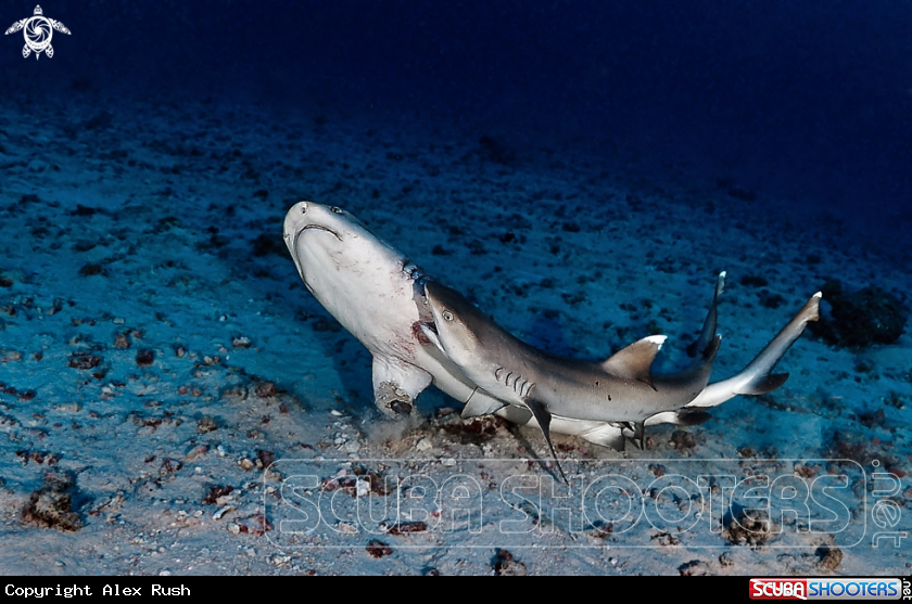 A Whitetip reef sharks