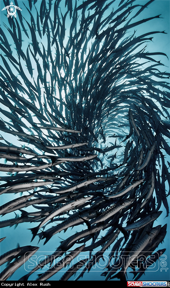 A Barracuda