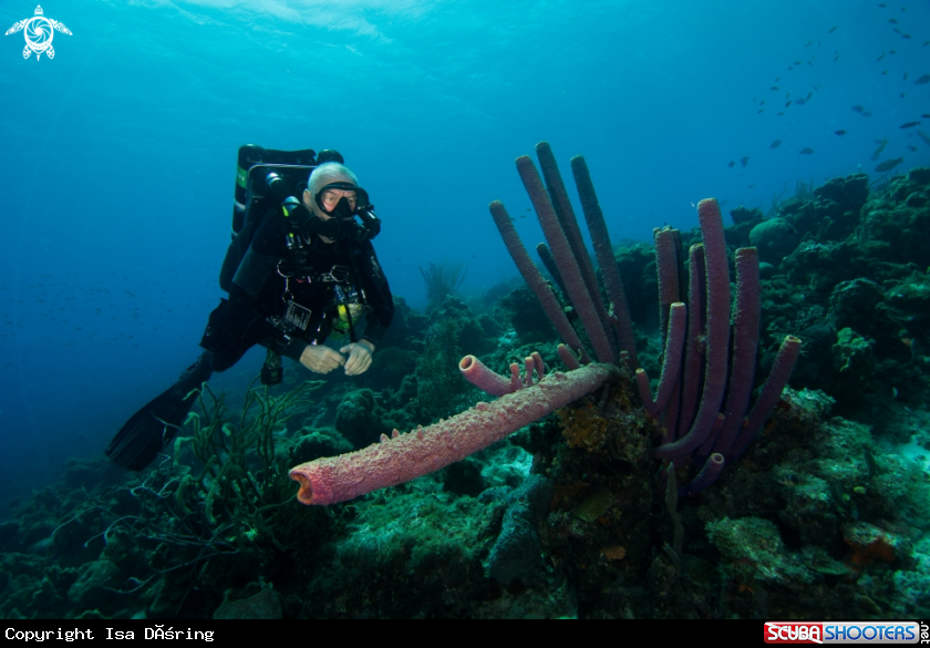 A Purple tube sponge