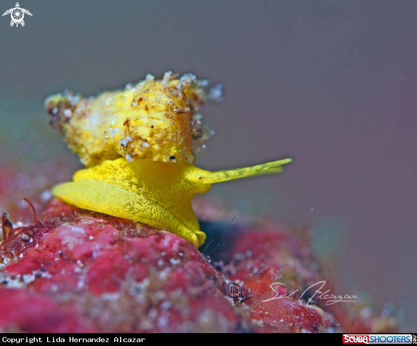 A Golden Wentletrap