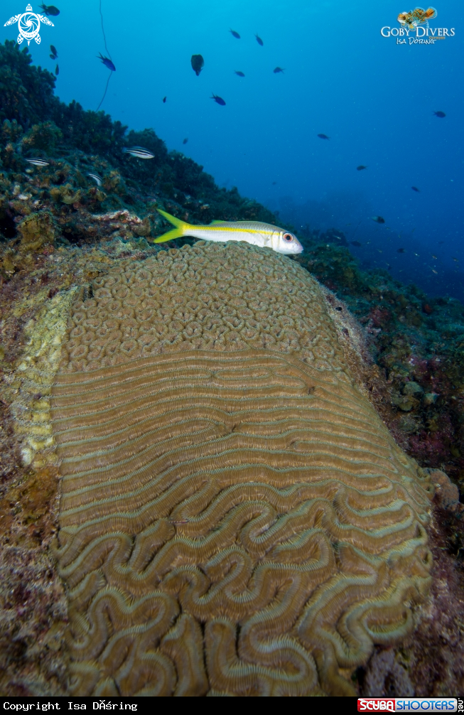 A Elliptical Star Coral- Symmetrical Brain Coral and Boulder Brain Coral ??
