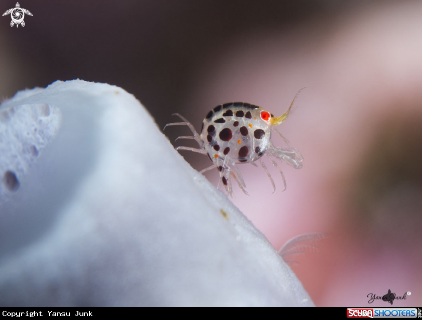 A Lady bug
