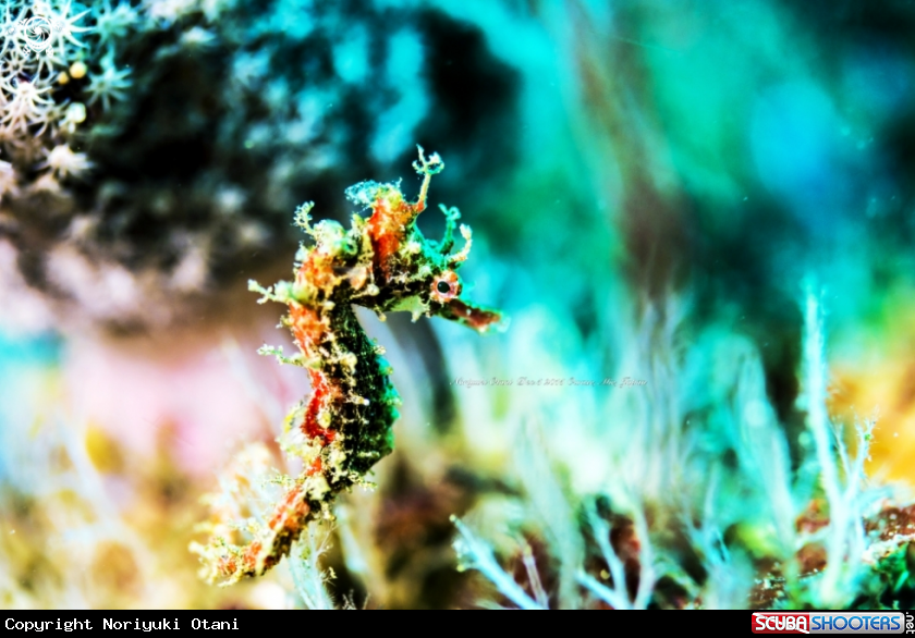 A Shah’s Seahorse