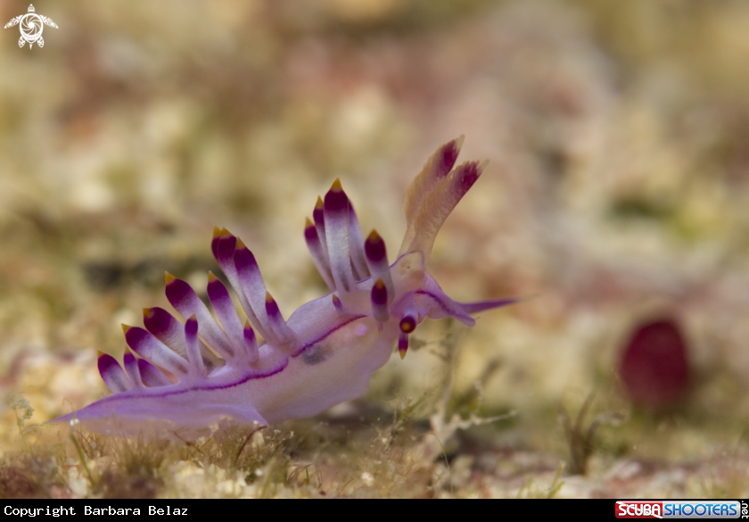 A Nudibranch