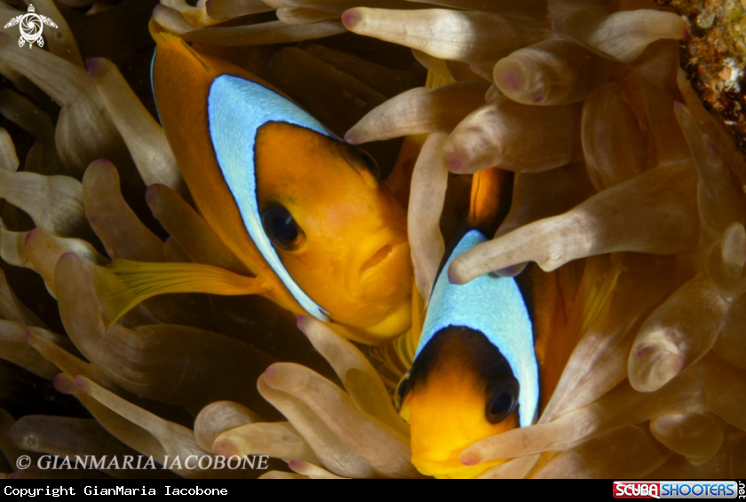 A Clown Fish