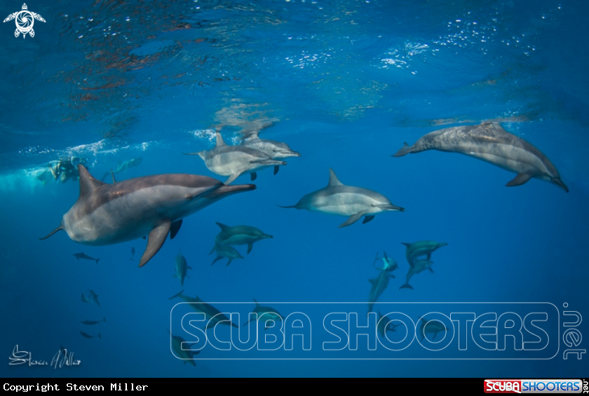 A Spinner Dolphins