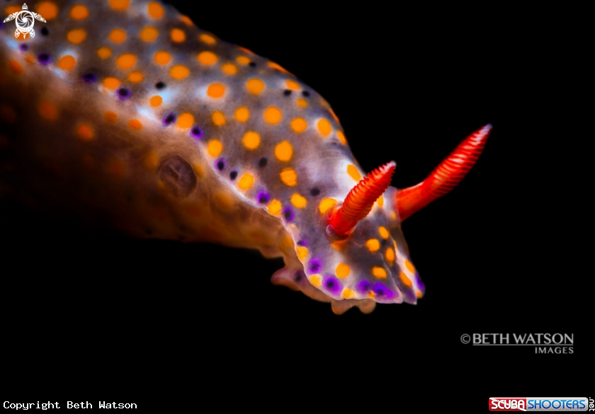 A Nudibranch