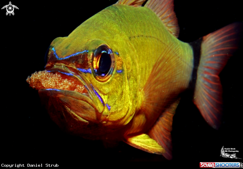 A cardinal fish (w/eggs)