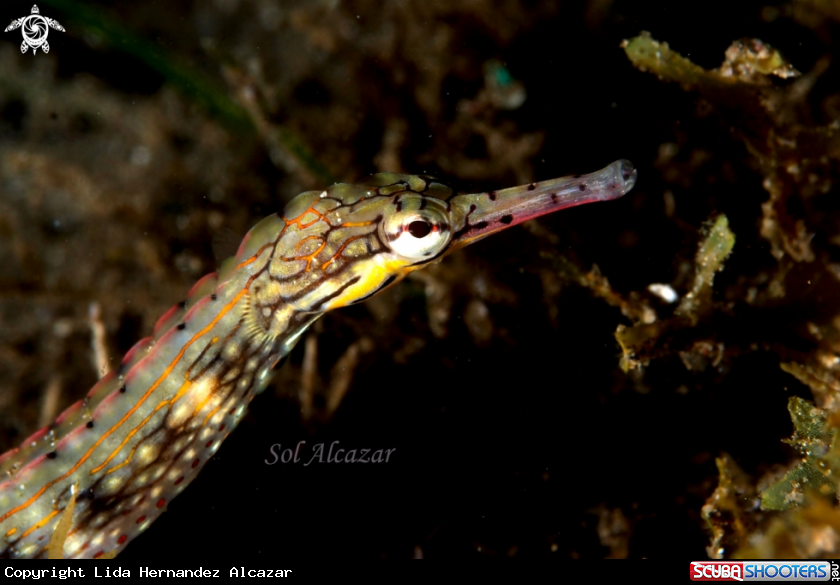 A underwater creature