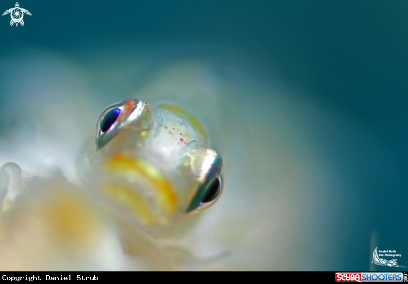 A Whipcoral gobie