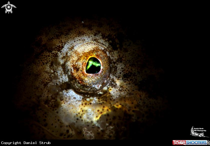 A european bullhead - snoot of an eye