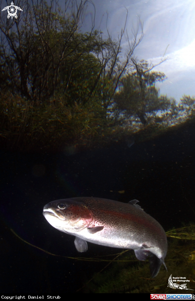 A Trout