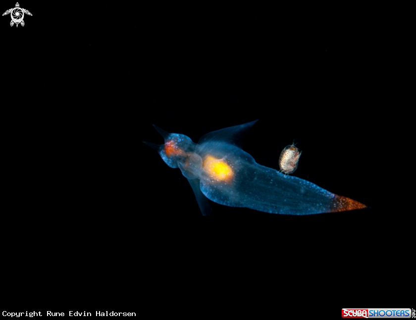 A Sea Angel