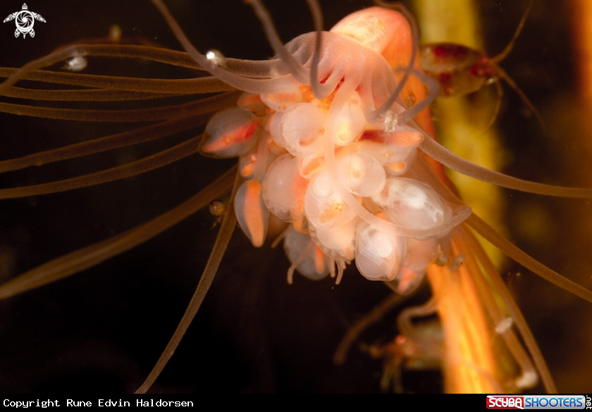A Hydroid