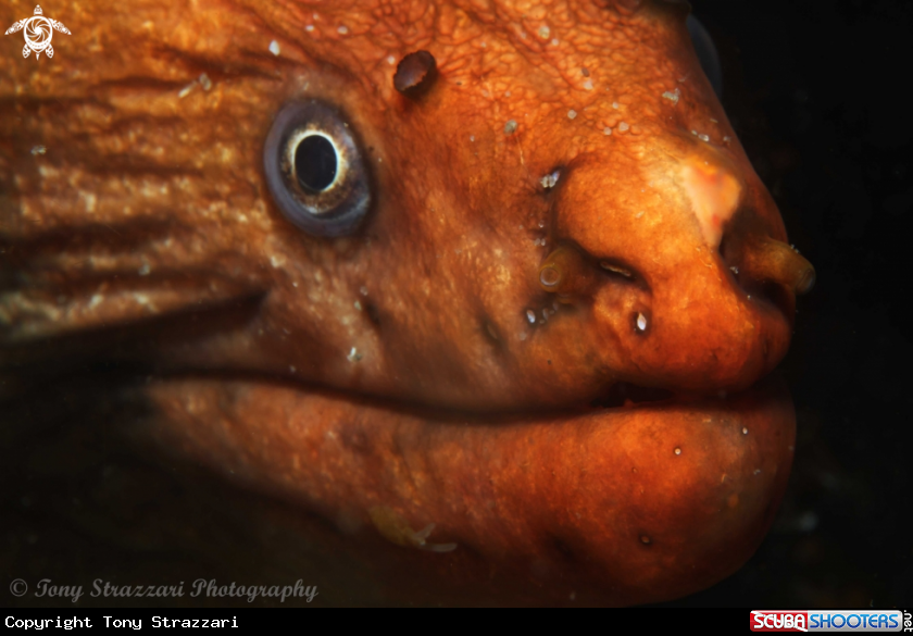 A Green moray eel