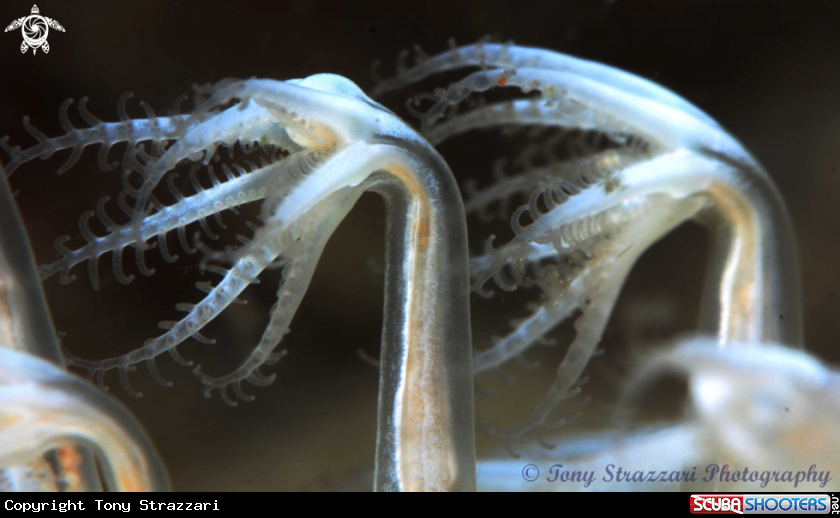 A Obese sea pen