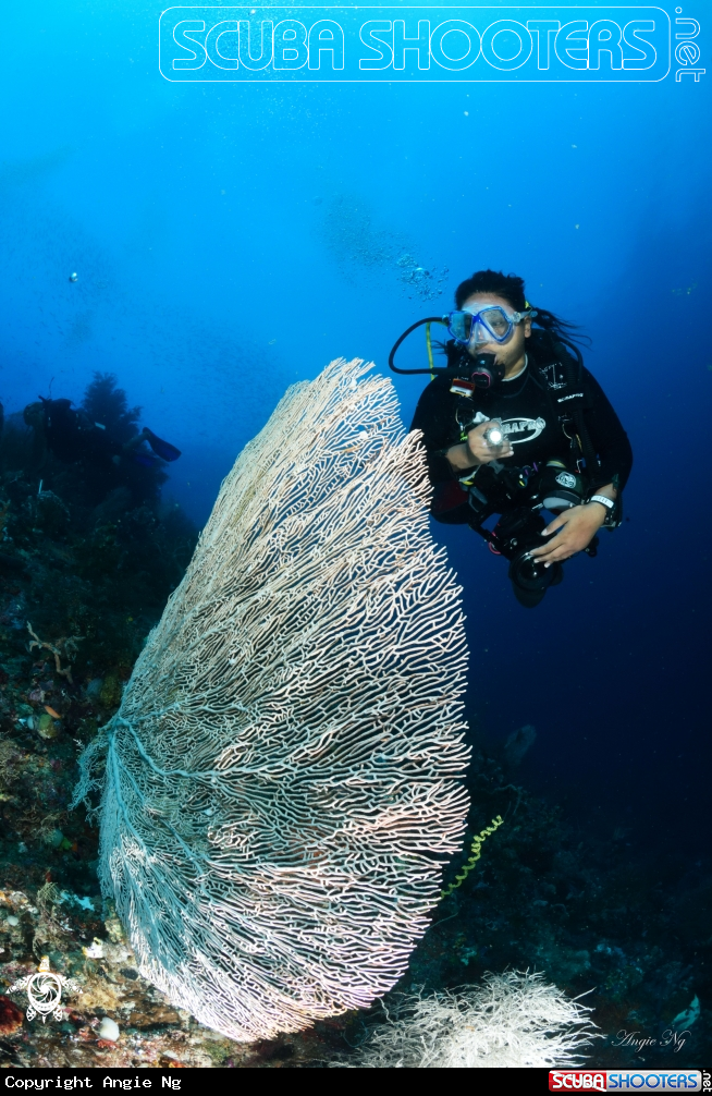 A Sea fan