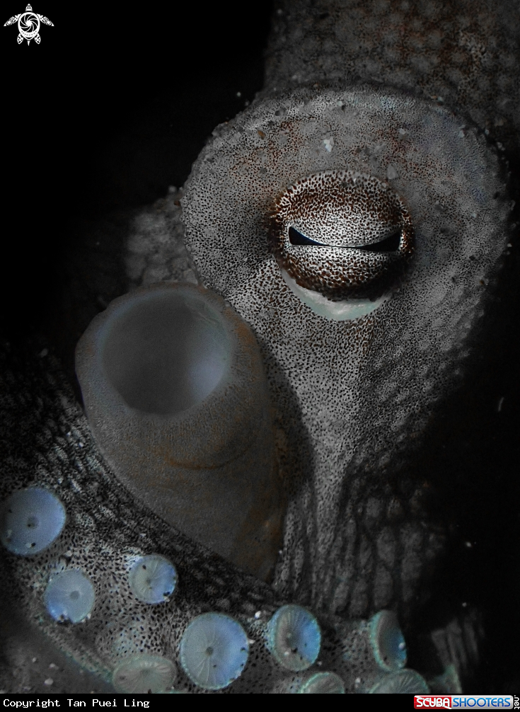 A Coconut Octopus