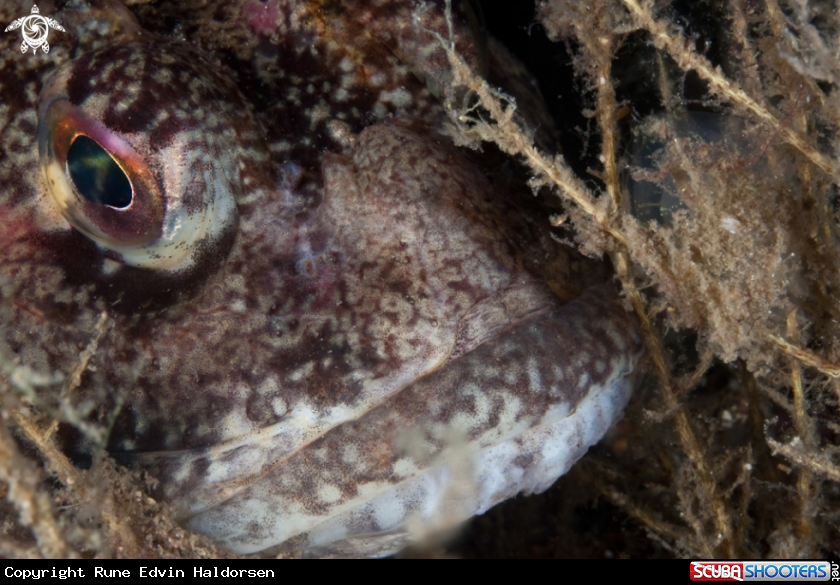 A Shorthorn sculpin