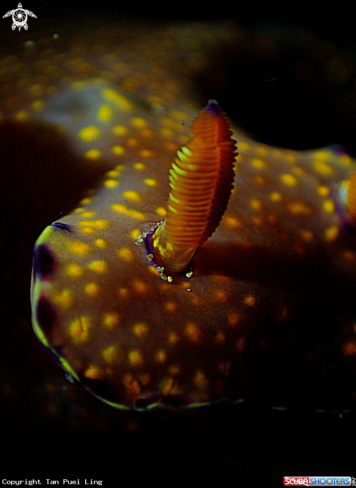 A Nudi