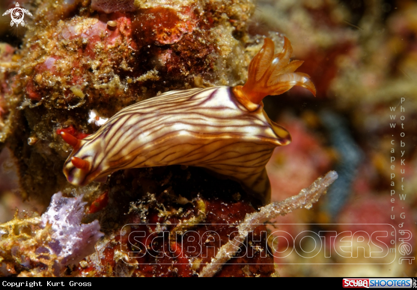 A String Nudi
