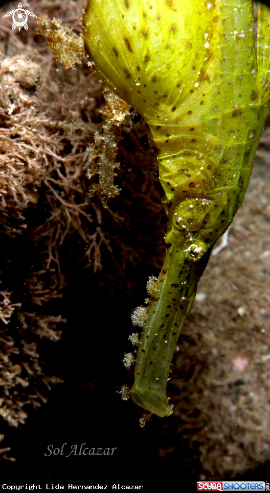 A underwater creature