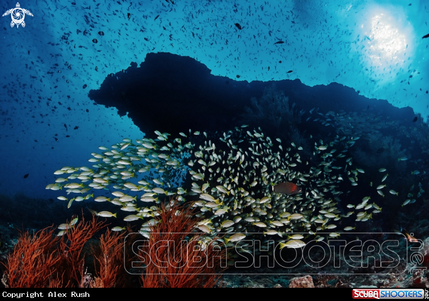 A Bluestripe snapper