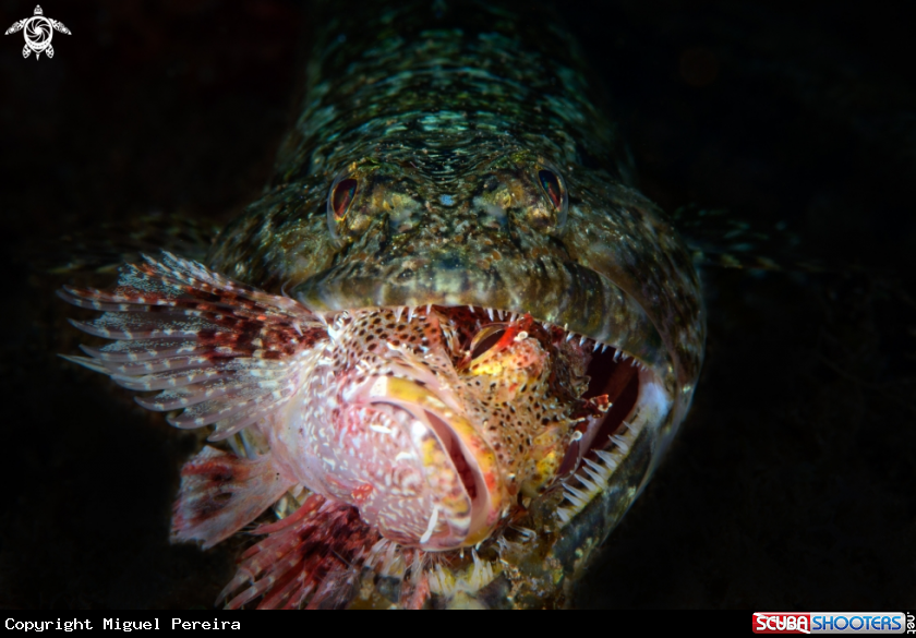 A Lizardfish & Scorpionfish