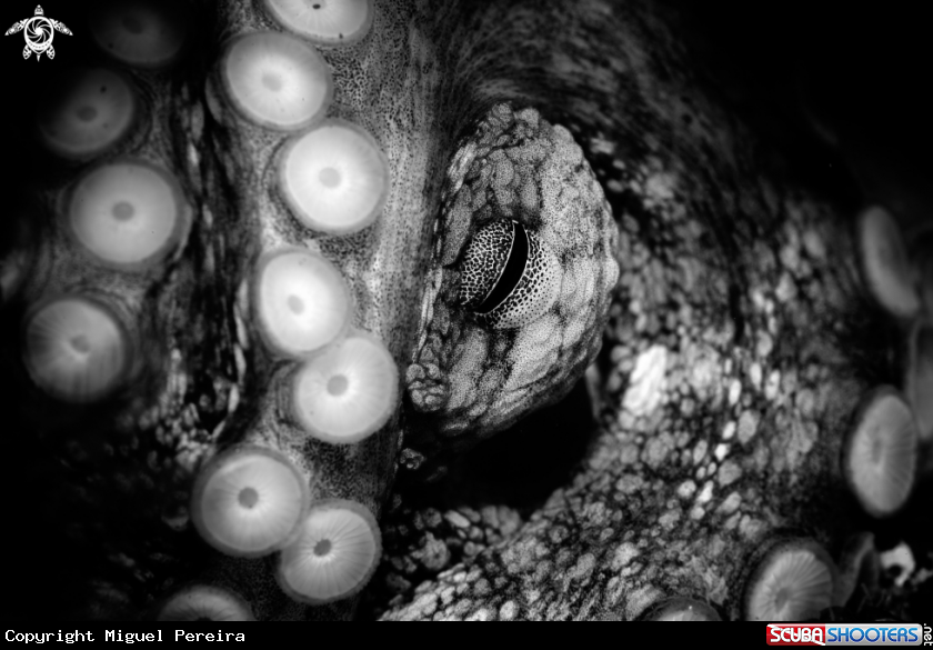 A Octopus