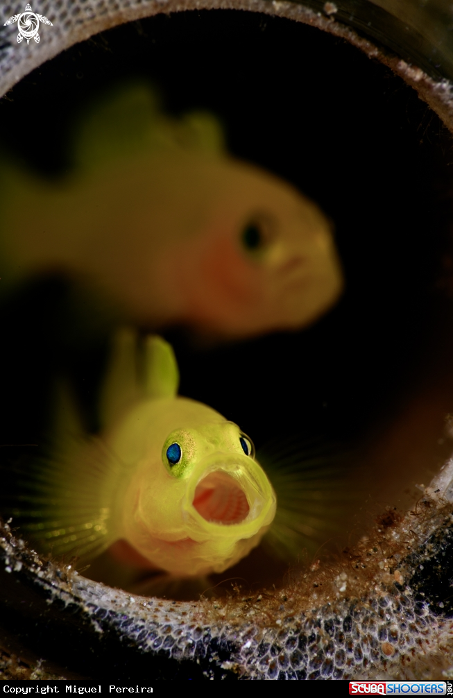 A Yellow pigmy goby