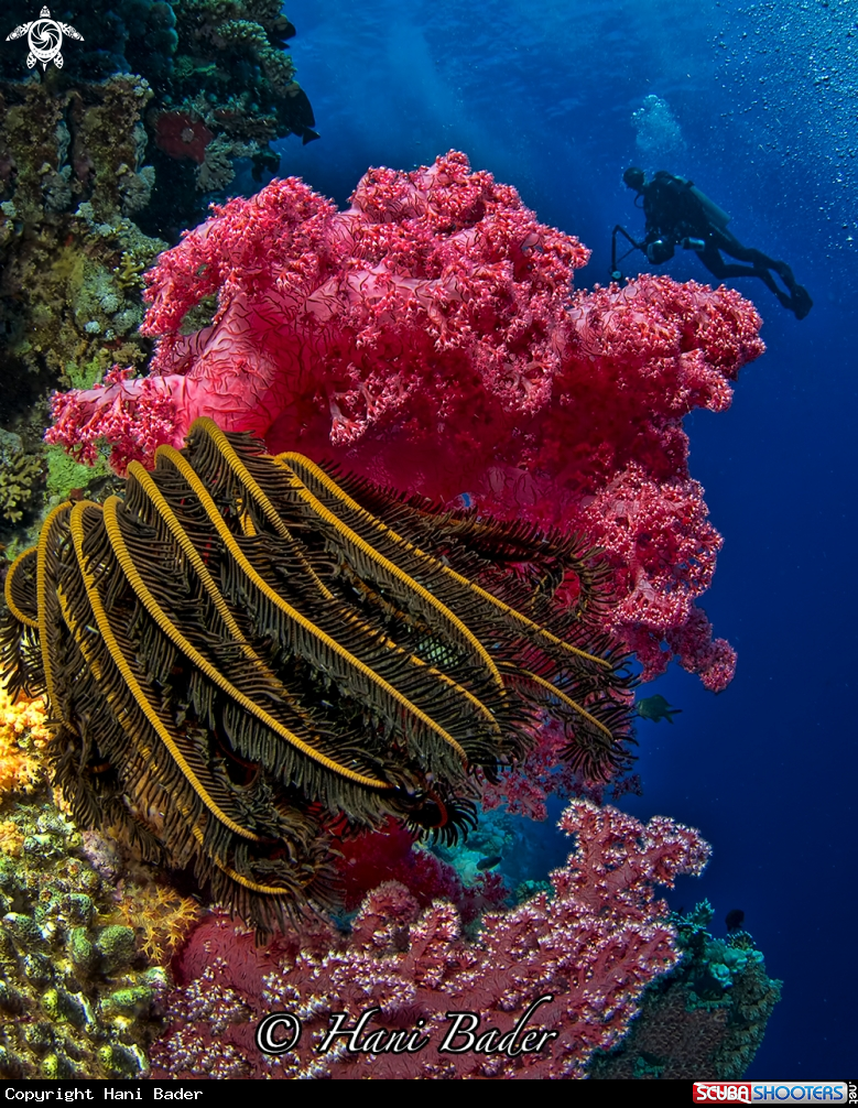 A soft coral