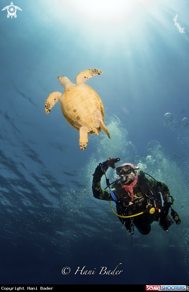 A Turtle 