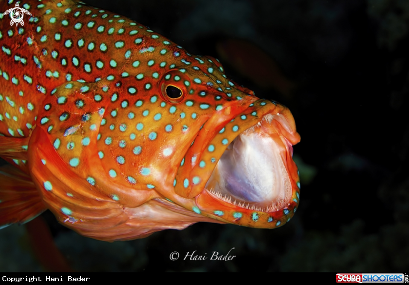 A coral grouper