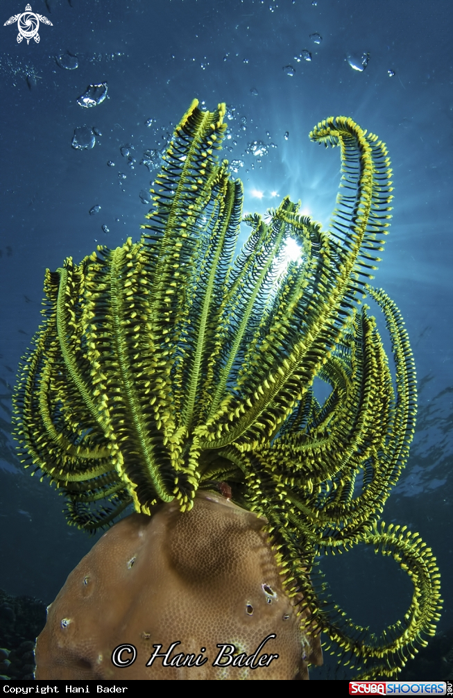 A Feather Star