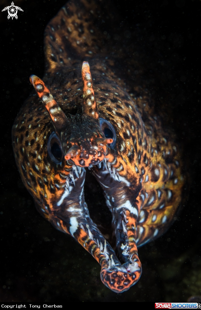 A Dragon Moray