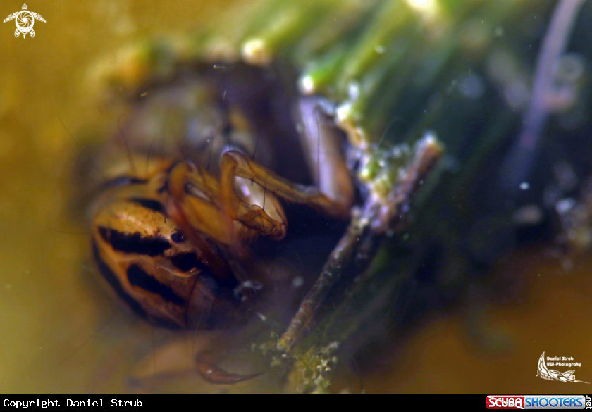 A Larvae of caddis fly