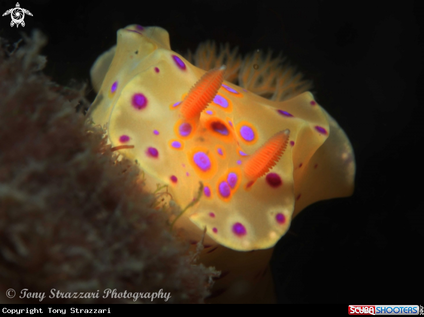 A Short-Tailed Ceratosoma