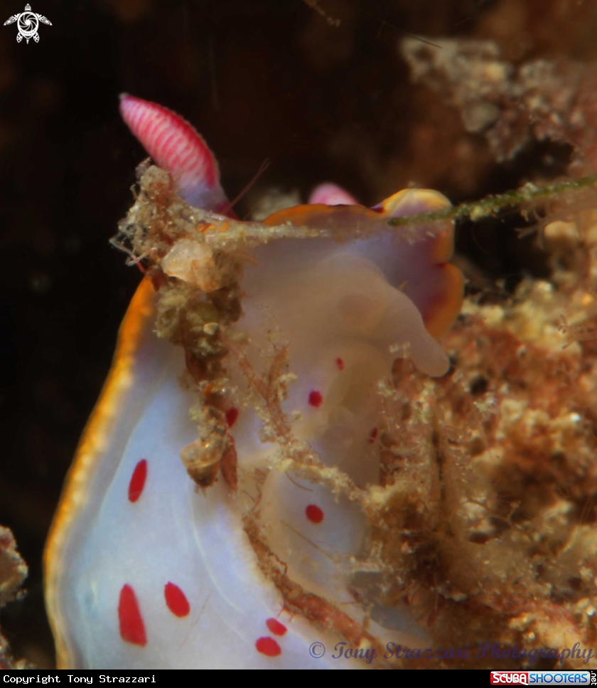 A Bennett's Hypselodoris