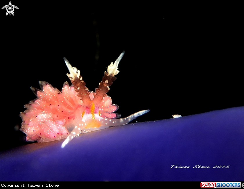 A Nudi