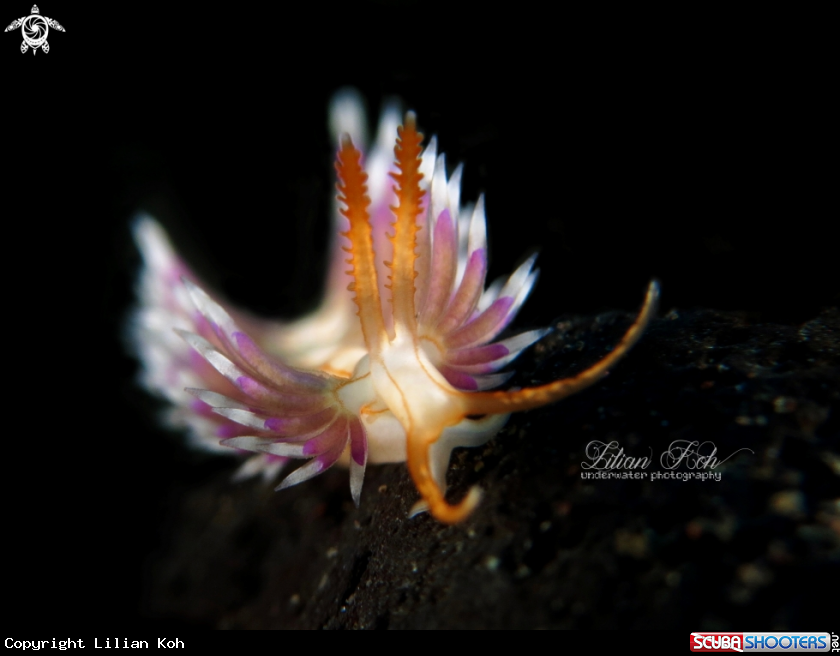 A Flabellina