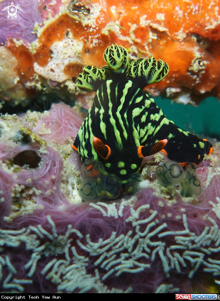 A Nudibranch