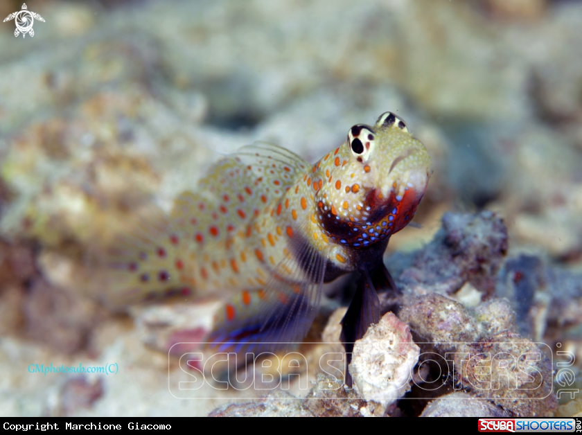 A Goby