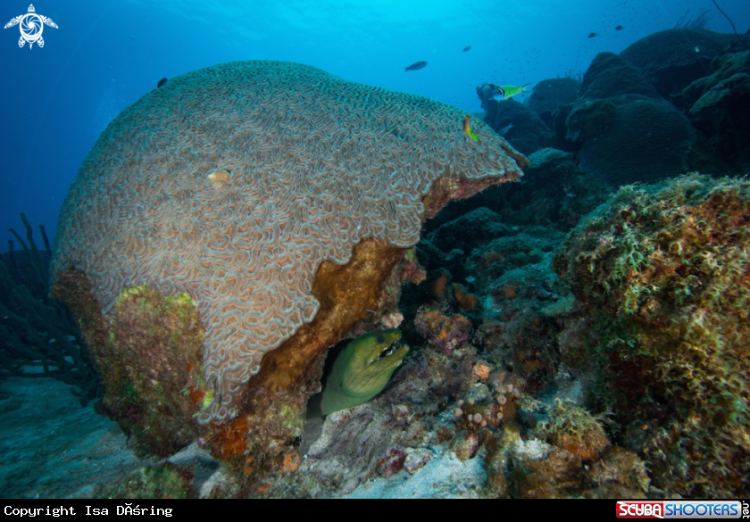 A Green moray